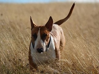 Bull Terrier marron